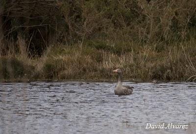 Ansar común el el cabu Busto