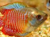 Gourami enano