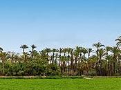 correr campo Elche