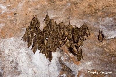 Murciélagos de cueva