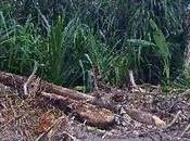 Hotel Cameleon, ejemplo naturaleza