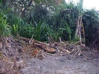 Hotel Le Cameleon, un ejemplo de Paz con la naturaleza