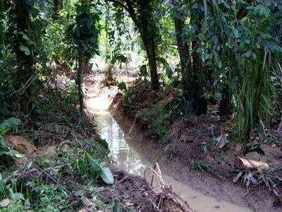 Definición de un humedal