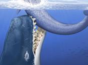 Presentan ballena presa dientes grandes jamás hallados