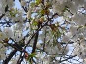 flores Sonderborg