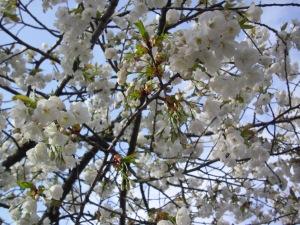 Las flores de Sonderborg /2