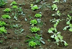 SORPRESAS Y MÁS SORPRESAS...