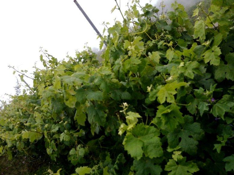 SORPRESAS Y MÁS SORPRESAS...