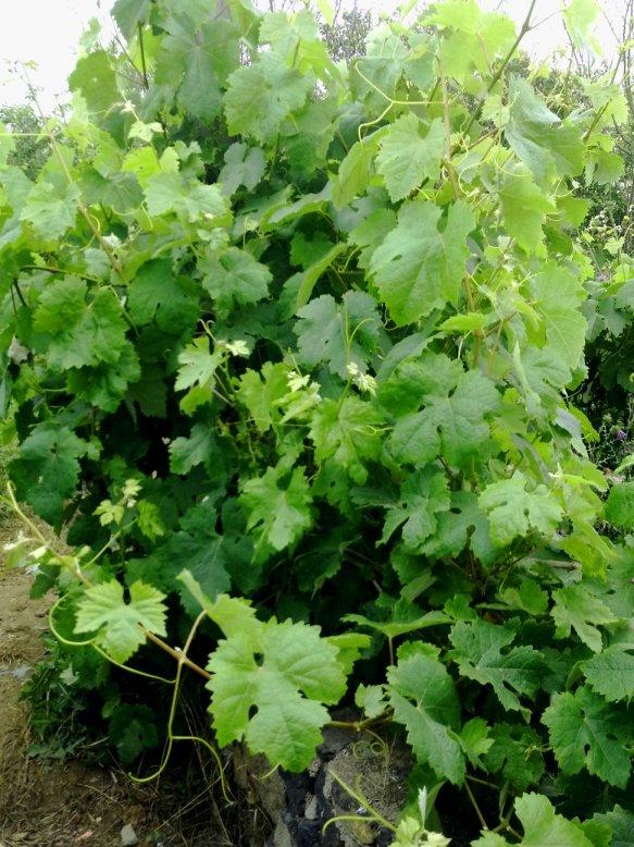 SORPRESAS Y MÁS SORPRESAS...