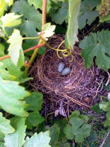 SORPRESAS Y MÁS SORPRESAS...