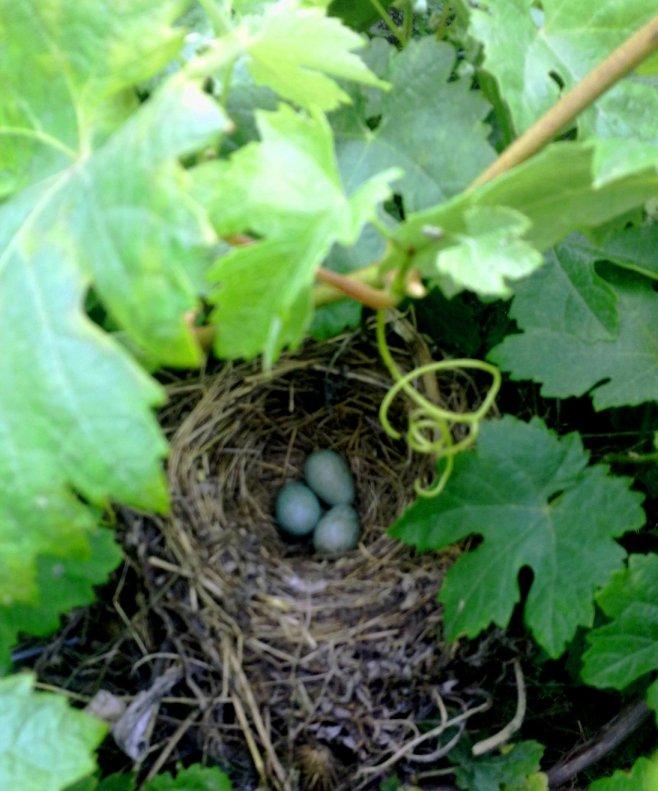 SORPRESAS Y MÁS SORPRESAS...