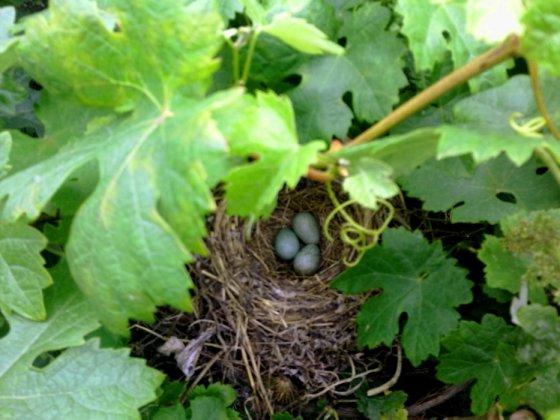 SORPRESAS Y MÁS SORPRESAS...