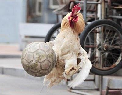 Fotos de gallos que juegan fútbol en China