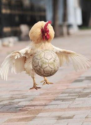 Fotos de gallos que juegan fútbol en China