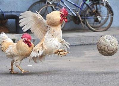 Fotos de gallos que juegan fútbol en China