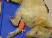 Noticias Angel. EVOLUCIONA FAVORABLEMENTE!!!!!