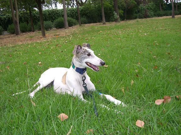 Martha perdida en Triana (Sevilla)