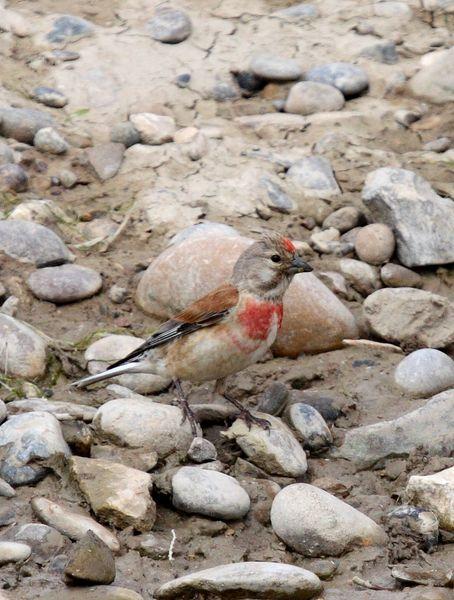 NAVARRA BIODIVERSIDAD,RESUMEN DE JUNIO-BIODIVERSITY NAVARRA, JUNE SUMMARY