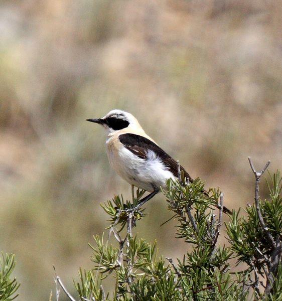 NAVARRA BIODIVERSIDAD,RESUMEN DE JUNIO-BIODIVERSITY NAVARRA, JUNE SUMMARY