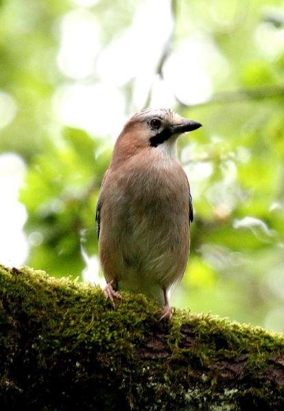 NAVARRA BIODIVERSIDAD,RESUMEN DE JUNIO-BIODIVERSITY NAVARRA, JUNE SUMMARY