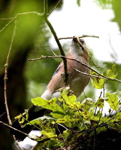 NAVARRA BIODIVERSIDAD,RESUMEN DE JUNIO-BIODIVERSITY NAVARRA, JUNE SUMMARY