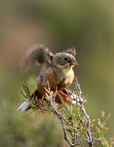 NAVARRA BIODIVERSIDAD,RESUMEN DE JUNIO-BIODIVERSITY NAVARRA, JUNE SUMMARY