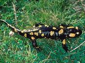 Herpetología Islas Atlánticas