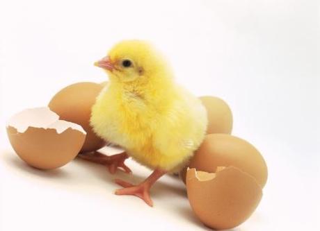 close-up of a chick coming out of a cracked egg