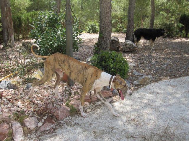 Buenas noticias I (Sergi)