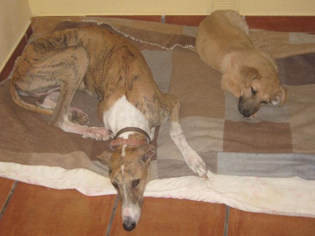 Buenas noticias I (Sergi)