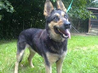 Perra encontrada a la entrada de Oviedo