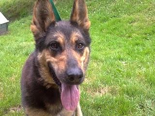 Perra encontrada a la entrada de Oviedo