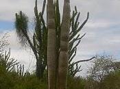 Arbol semana