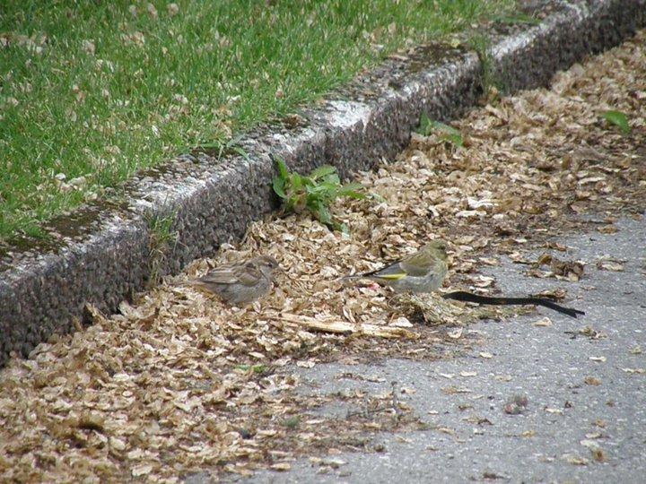 Crónicas Suecas - Capítulo 2: Fauna urbana