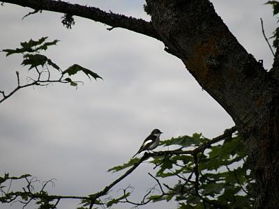 Crónicas Suecas - Capítulo 2: Fauna urbana