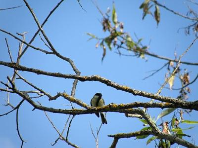 Crónicas Suecas - Capítulo 2: Fauna urbana