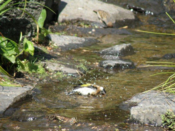 Crónicas Suecas - Capítulo 2: Fauna urbana