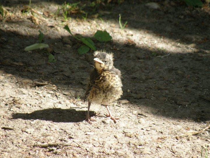 Crónicas Suecas - Capítulo 2: Fauna urbana