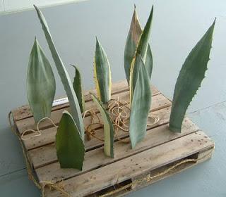 Historia de un palet