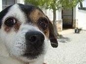 Maxi, simpatico perro adopción