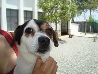 Maxi, simpatico perro en adopción