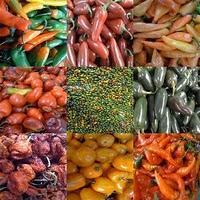 INSOLITUDES / PICANTE PARA TERRORISTAS