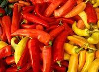 INSOLITUDES / PICANTE PARA TERRORISTAS