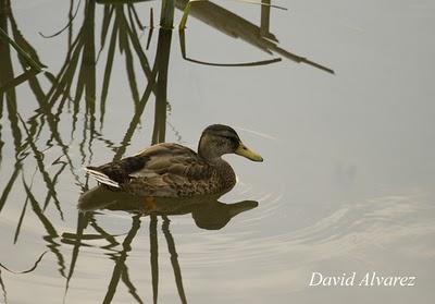 La muda de las anátidas
