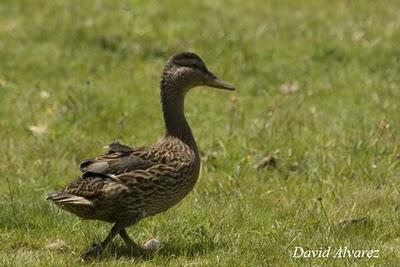 La muda de las anátidas