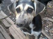 Sobre perrito Valencia atado entre excrementos