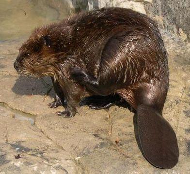 El Castor El Castor