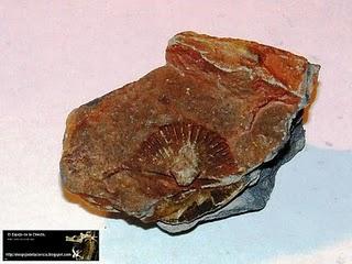 El valor de los fósiles: Brachiopoda.