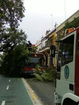 Cae un árbol esta mañana sobre un autobús de Tussam