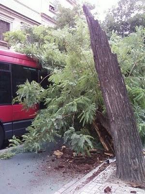 Cae un árbol esta mañana sobre un autobús de Tussam